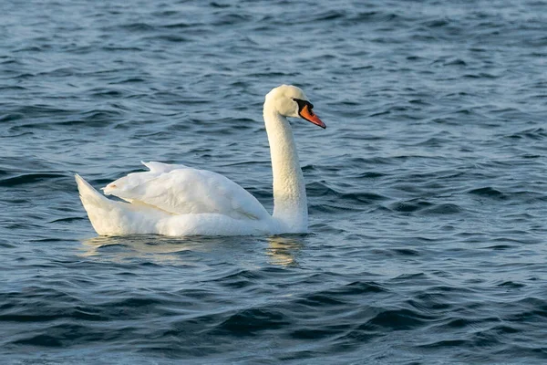 Krásná Bílá Labuť Plavající Jezeře — Stock fotografie