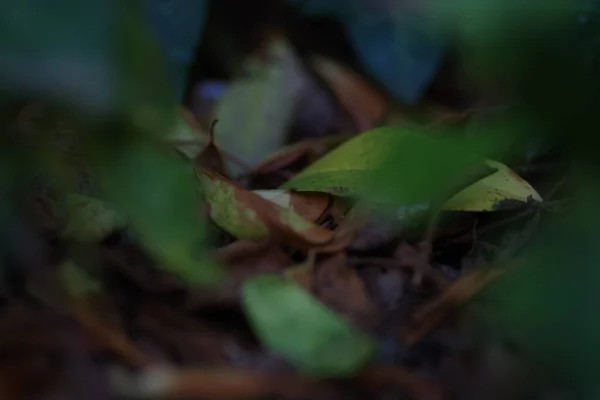 Foyer Sélectif Une Feuille Mauvaise Herbe Dans Forêt — Photo