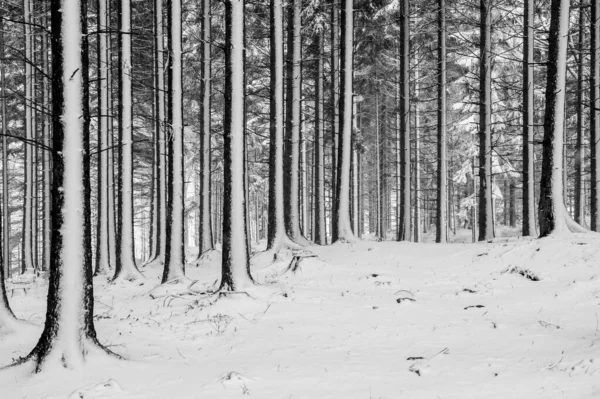 Egy Erdő Amit Fák Vesznek Körül Amiket Nappal Borít — Stock Fotó