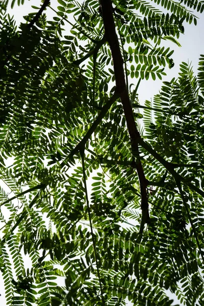 Piękny Widok Zielone Liście Drzew Ogrodzie Botanicznym Madera Portugalia — Zdjęcie stockowe