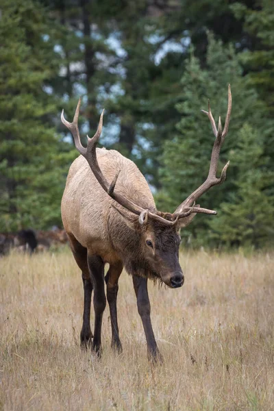 Vertical Shot Wapiti Deer Forest — Stock Photo, Image