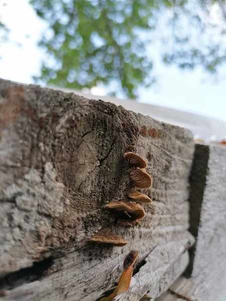 Vertical Shot Shelf Fungi Growing Wooden Surface — Stock Photo, Image