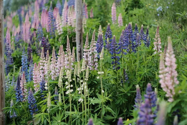 Bir Tutam Lupin Çiçeği — Stok fotoğraf