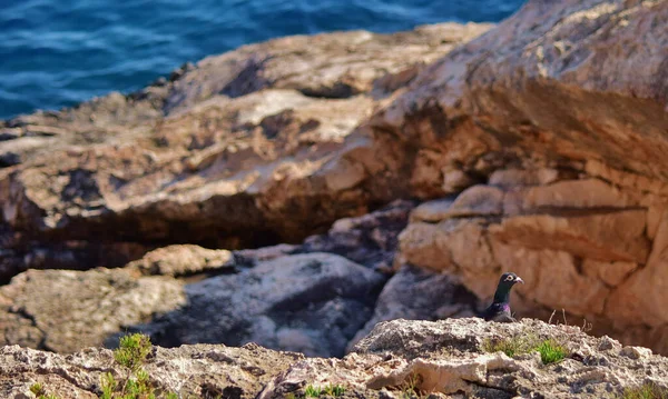 マルタの崖の上に黒いクマの鳩 — ストック写真