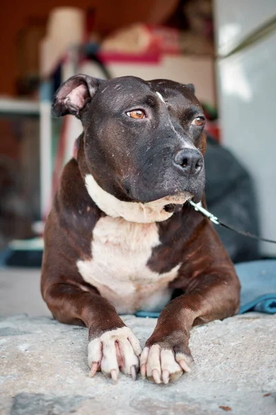 Ein Weißer Und Brauner Pitbull Sitzt Auf Einer Couch — Stockfoto