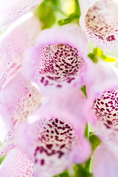 Fiori Campana Foxglove Con Molte Macchie Viola All Interno Delle — Foto Stock