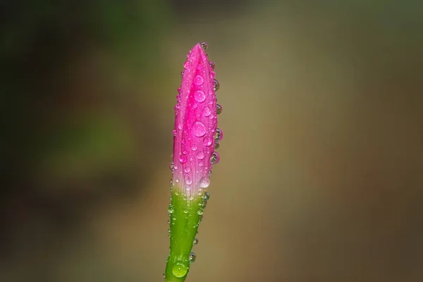 Tiro Enfoque Selectivo Flor Desflorecida Cubierta Con Rocío Matutino —  Fotos de Stock