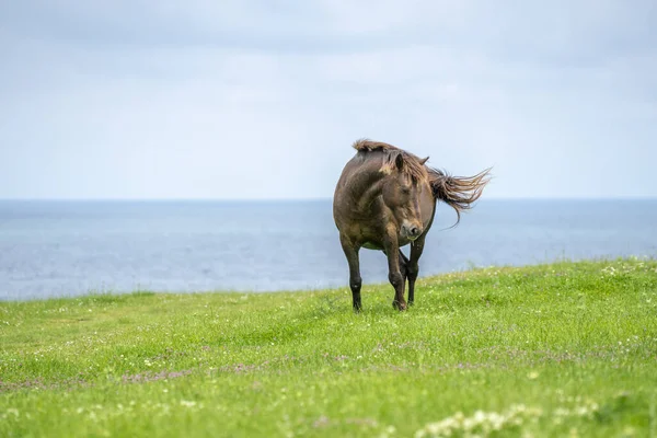 Mesmerizing View Wild Horse Sea Green Meadow — Stock Photo, Image