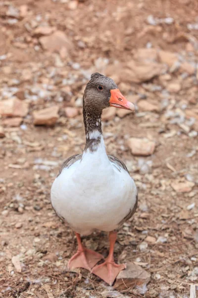 Ein Vertikaler Schuss Einer Gans — Stockfoto