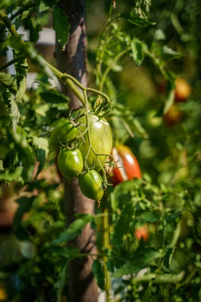 Primo Piano Pomodori Che Crescono Giardino — Foto Stock