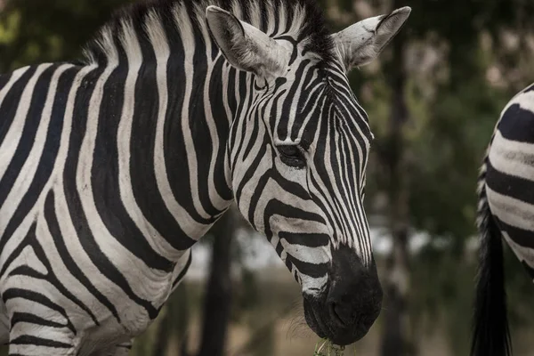 Közelkép Egy Zebráról Amint Legel Természetben — Stock Fotó