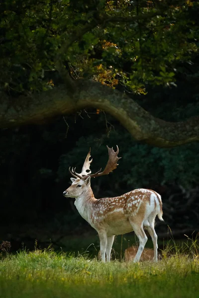 Een Verticaal Schot Van Een Hert Een Veld Bedekt Met — Stockfoto