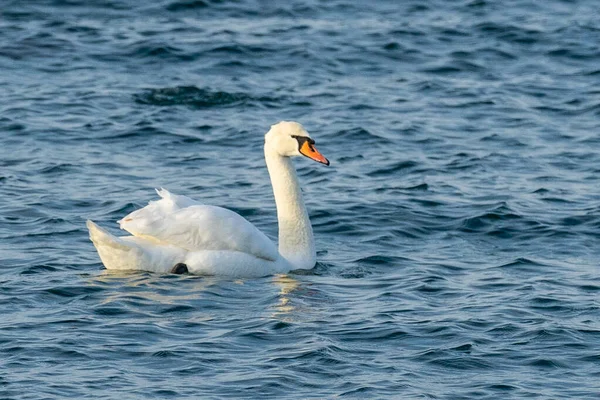 Close Cisne Branco Água — Fotografia de Stock