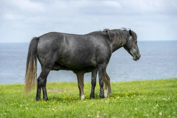 Ein Fohlen Das Hinter Einem Schwarzen Pferd See Steht — Stockfoto