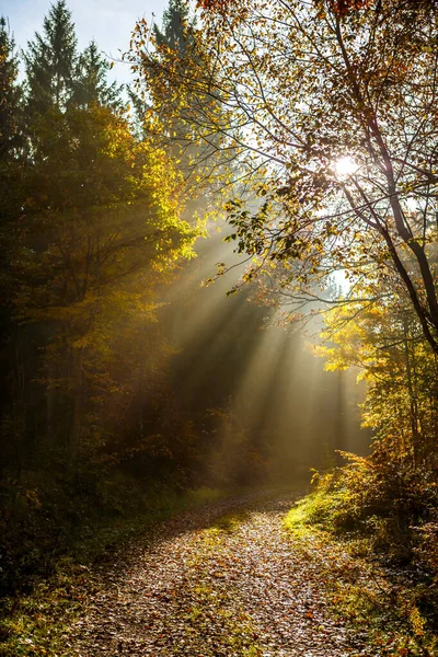 Ένα Όμορφο Τοπίο Από Ακτίνες Του Ήλιου Ένα Δάσος Πολλά — Φωτογραφία Αρχείου