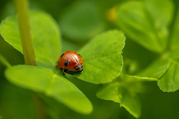 Gros Plan Une Coccinelle Sur Une Feuille Verte — Photo