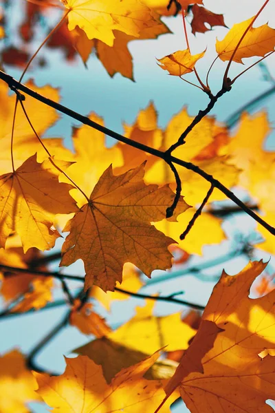 背景がぼやけている太陽の下で枝に黄色のカエデの葉の垂直ショット — ストック写真