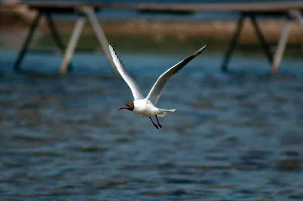 Tiro Foco Close Uma Gaivota Rindo Voando Sobre Mar — Fotografia de Stock