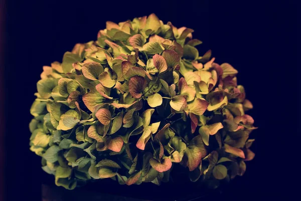 Closeup Shot Plant Flowerpot — Stock Photo, Image
