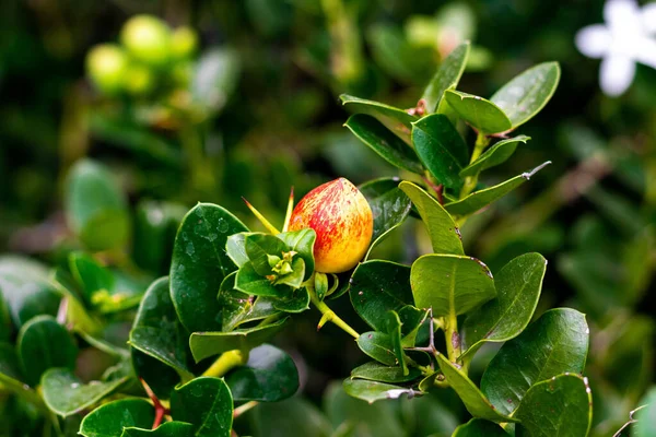 Närbild Tropisk Citrus Karanda Eller Koromcha Frukt — Stockfoto