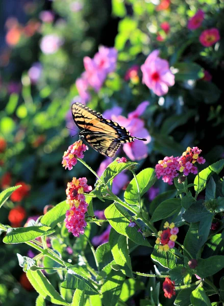 Atardecer Una Tarde Verano Una Mariposa Visita Flores Colores Parterre — Foto de Stock