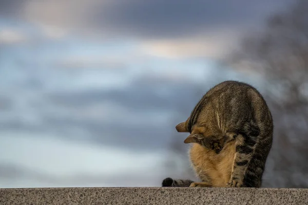 Hermoso Tiro Gato Doméstico Pelo Corto Sentado Pared — Foto de Stock