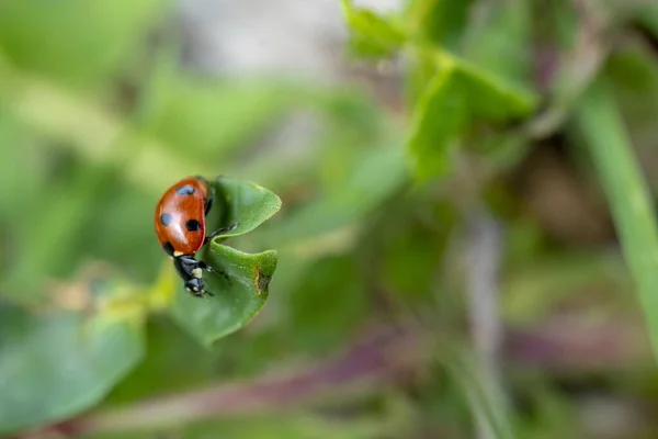 Gros Plan Une Coccinelle Sur Une Feuille Verte — Photo