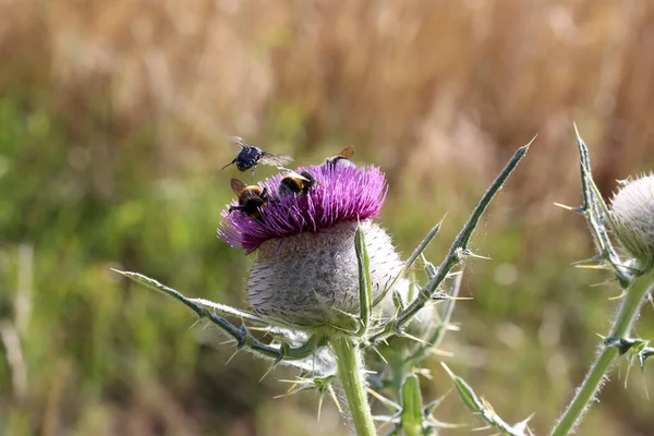 Plumeless Devedikeni Bitkisinin Yakından Çekilmiş Arıları Yaban Arıları Ondan Nektar — Stok fotoğraf