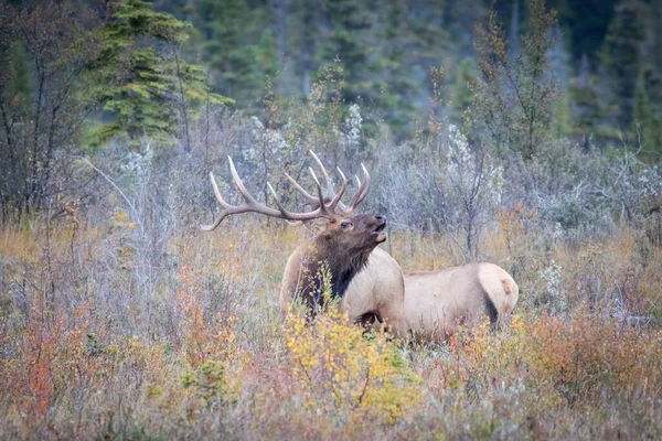 Primo Piano Cervo Wapiti Una Foresta — Foto Stock