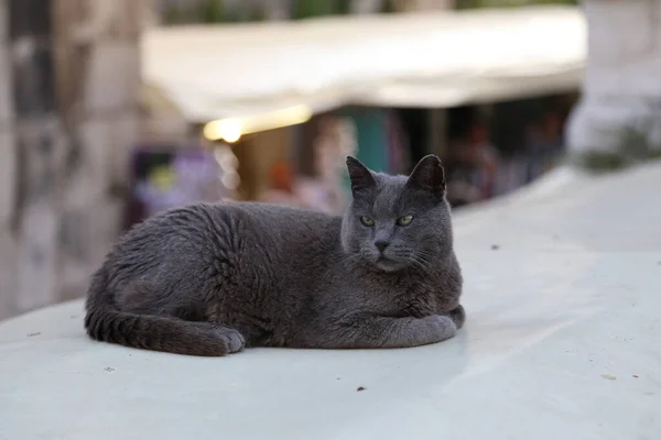 Portrét Odpočívající Šedé Kočky — Stock fotografie