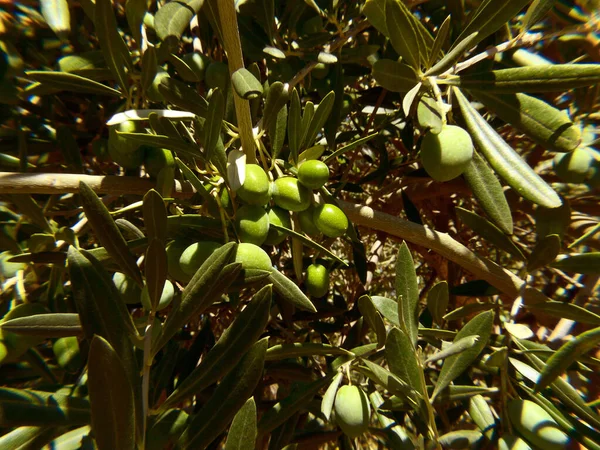 Primo Piano Olive Verdi Che Crescono Albero — Foto Stock