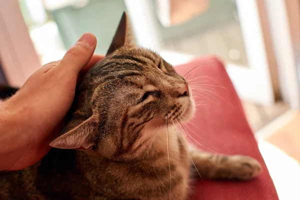 Primo Piano Della Mano Una Persona Che Accarezza Gatto Carino — Foto Stock