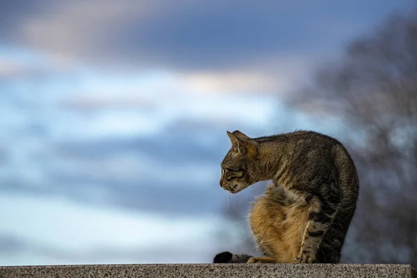 Гарний Знімок Домашньої Короткошерстої Кішки Сидить Стіні — стокове фото