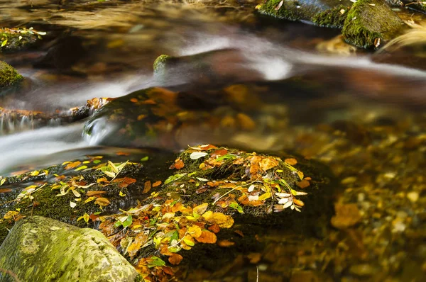 Beautiful Low Angle Closeup River Middle Forest — Stock Photo, Image