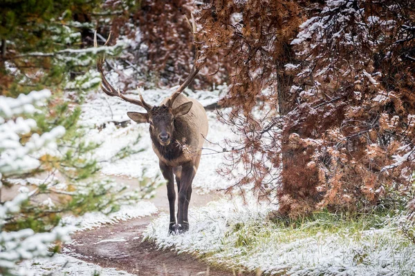 Primo Piano Alce Che Riposa Animale Uno Scenario Naturale Invernale — Foto Stock