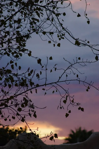 Вертикальный Снимок Листьев Ветке Дерева Фоне Неба Индиго — стоковое фото