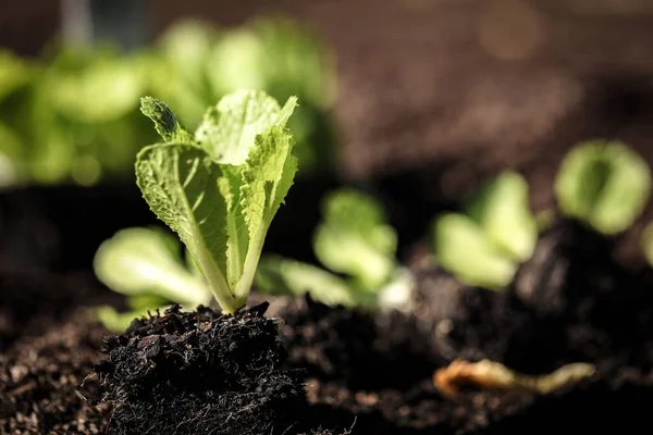 Een Close Shot Van Wombok Zaailingen Klaar Worden Geplant Moestuin — Stockfoto