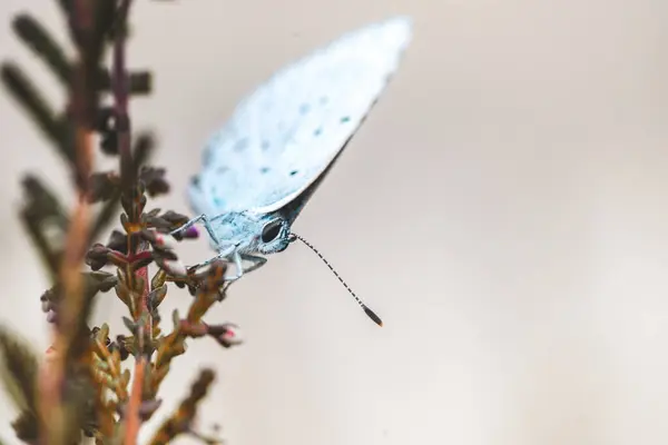 花の上に小さな蝶のクローズ — ストック写真