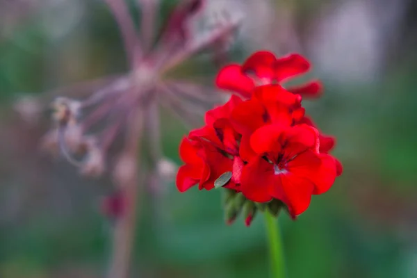 Макрознімок Красивої Червоної Квітки Герані Розквіті — стокове фото