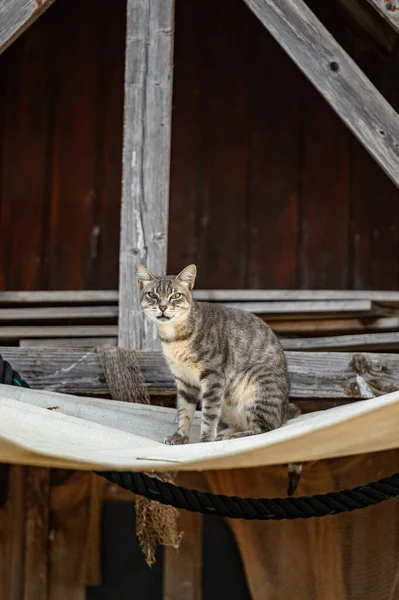 Tiro Vertical Gato Agressivo Sentado Toldo Tecido — Fotografia de Stock