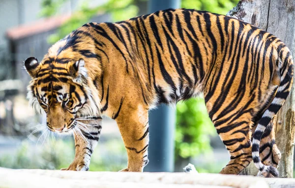 動物園でかわいいトラのクローズアップショット — ストック写真