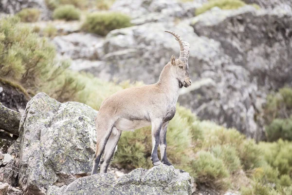 Beautiful Feral Goat Rock — Stock Photo, Image