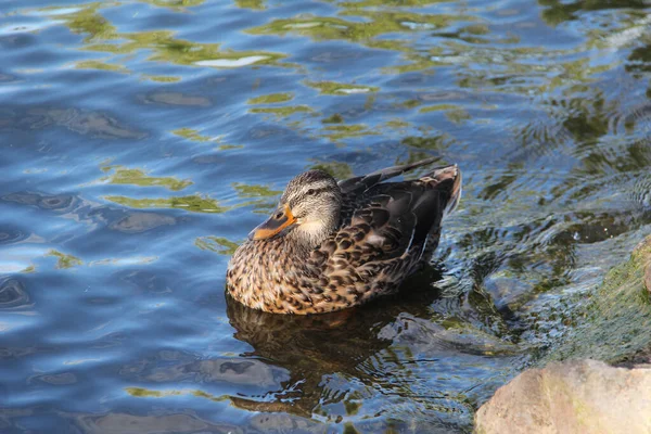 Tiro Alto Ángulo Pato Río — Foto de Stock