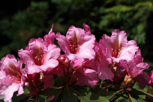 Closeup Rhododendron Blooming Flowers Spring Garden — Stock Photo, Image