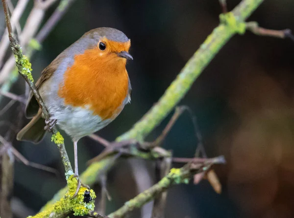 Gros Plan Merle Rouge Sur Une Branche Arbre Pendant Lumière — Photo