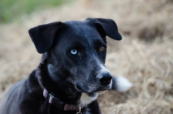 Egy Fekete Labrador Retriever Szelektív Fókuszképe — Stock Fotó