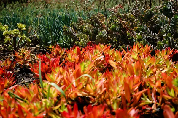 Beau Paysage Fleurs Cactus Dans Jardin Botanique Madère — Photo