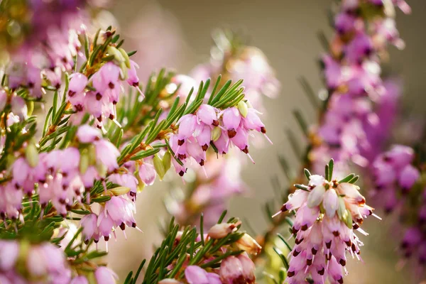 粉色百合花枝条的选择性聚焦拍摄 非常适合背景 — 图库照片