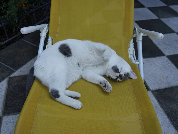Bahçedeki Terasta Sarı Sandalyede Bir Kedi Yatıyor — Stok fotoğraf