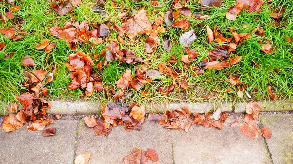 秋に草の上に落ちた茶色の葉 — ストック写真